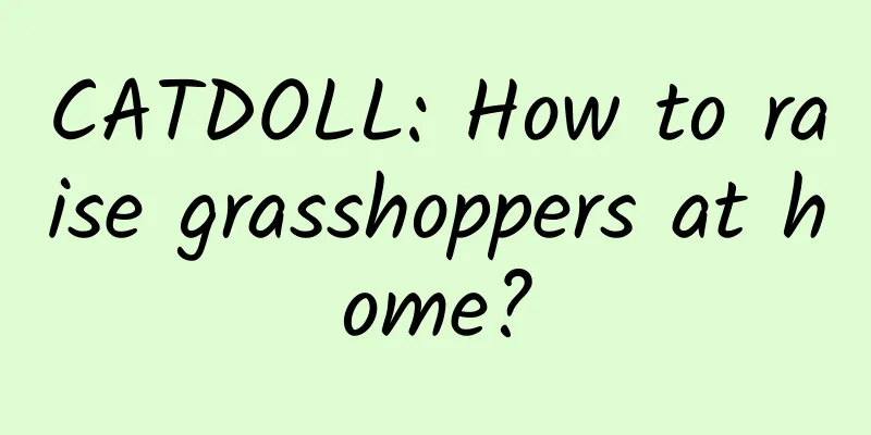CATDOLL: How to raise grasshoppers at home?