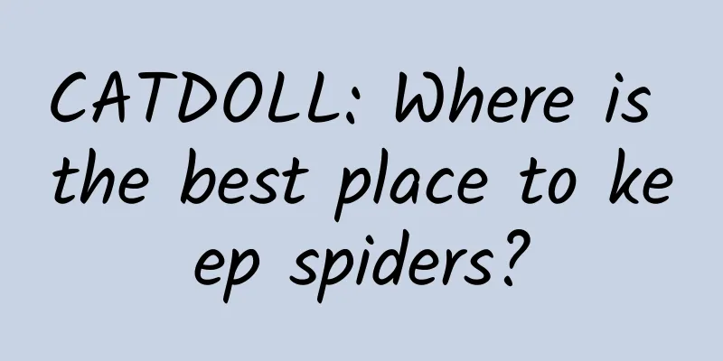 CATDOLL: Where is the best place to keep spiders?