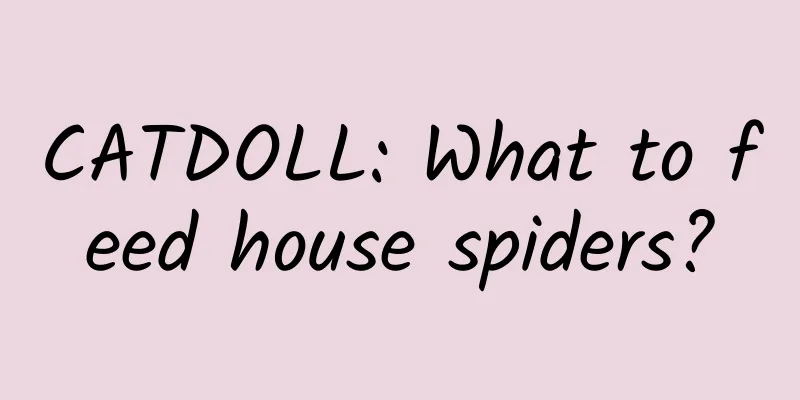 CATDOLL: What to feed house spiders?
