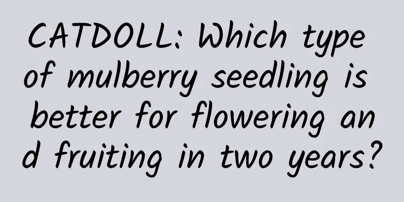 CATDOLL: Which type of mulberry seedling is better for flowering and fruiting in two years?