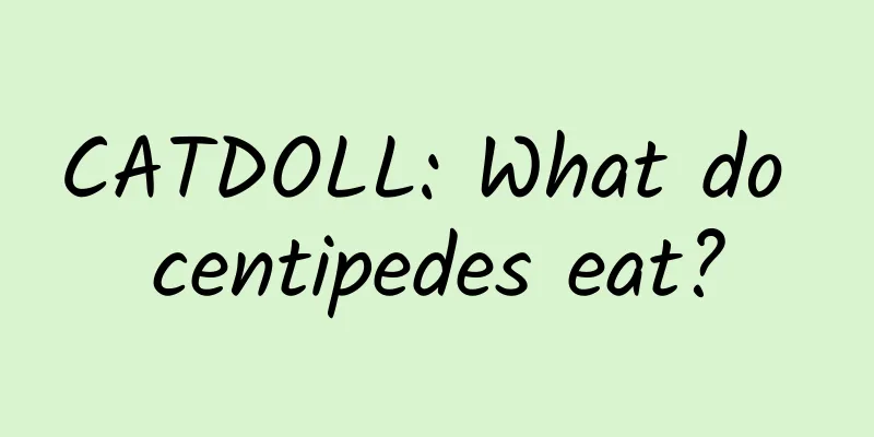 CATDOLL: What do centipedes eat?