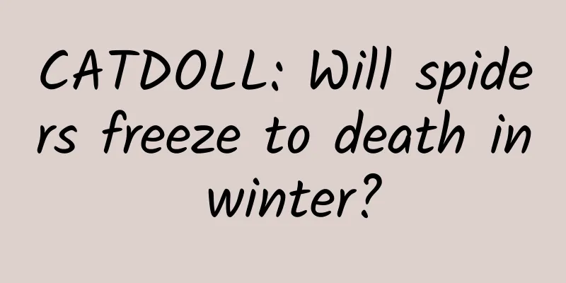 CATDOLL: Will spiders freeze to death in winter?