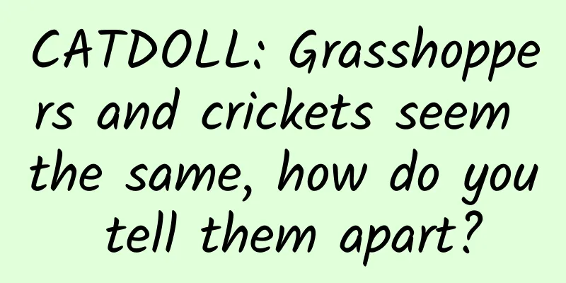 CATDOLL: Grasshoppers and crickets seem the same, how do you tell them apart?