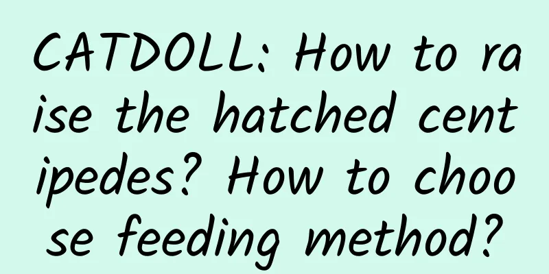 CATDOLL: How to raise the hatched centipedes? How to choose feeding method?