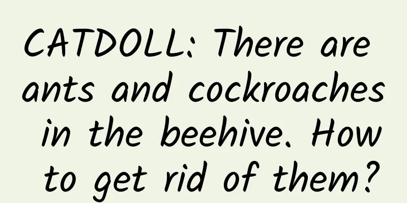 CATDOLL: There are ants and cockroaches in the beehive. How to get rid of them?