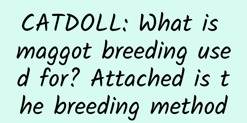CATDOLL: What is maggot breeding used for? Attached is the breeding method