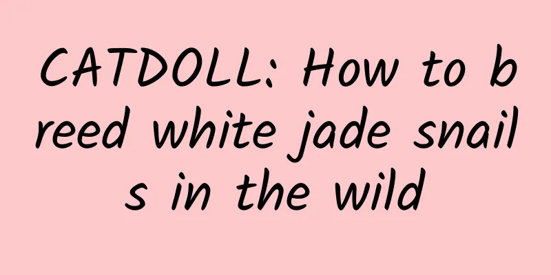 CATDOLL: How to breed white jade snails in the wild