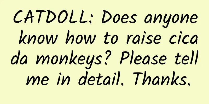 CATDOLL: Does anyone know how to raise cicada monkeys? Please tell me in detail. Thanks.