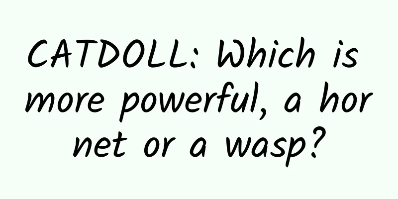 CATDOLL: Which is more powerful, a hornet or a wasp?