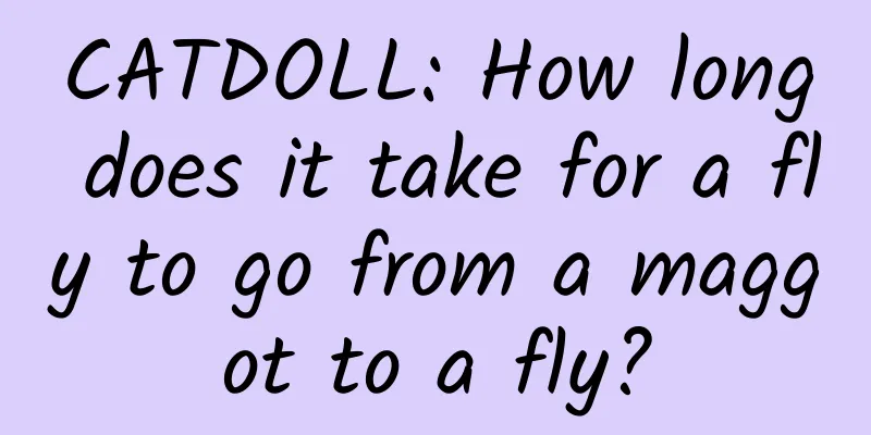 CATDOLL: How long does it take for a fly to go from a maggot to a fly?
