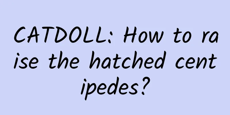 CATDOLL: How to raise the hatched centipedes?