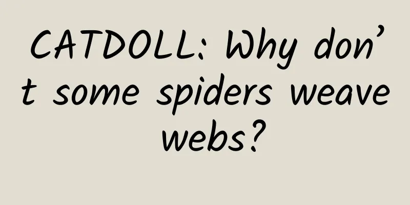 CATDOLL: Why don’t some spiders weave webs?