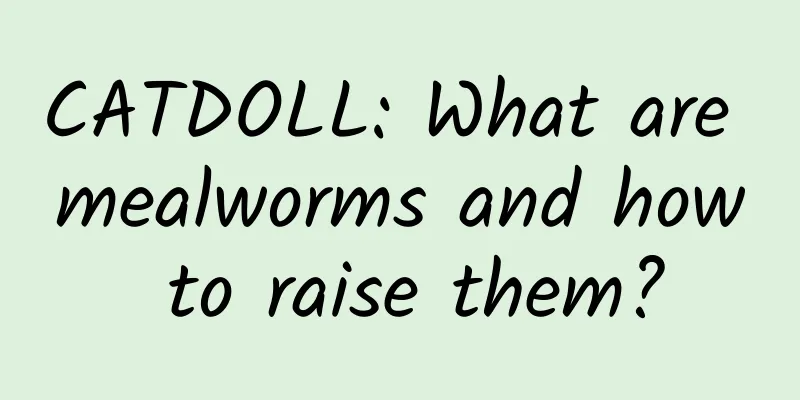 CATDOLL: What are mealworms and how to raise them?