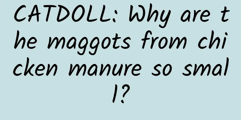 CATDOLL: Why are the maggots from chicken manure so small?