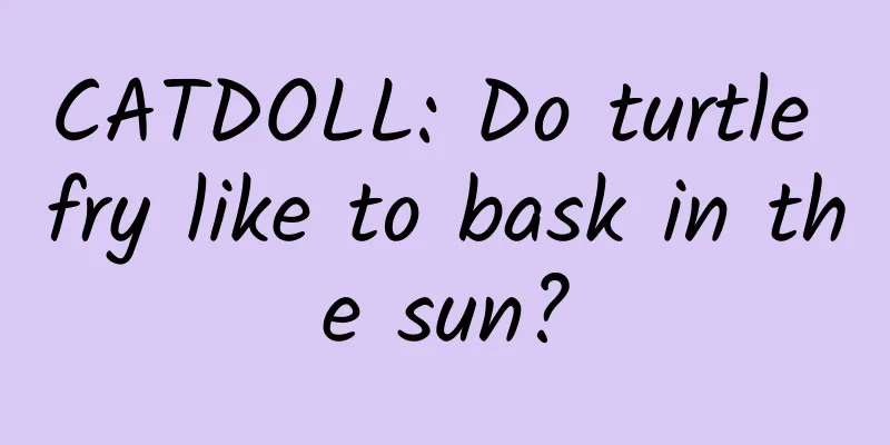 CATDOLL: Do turtle fry like to bask in the sun?
