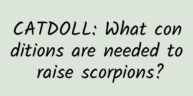 CATDOLL: What conditions are needed to raise scorpions?