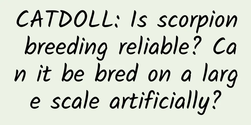 CATDOLL: Is scorpion breeding reliable? Can it be bred on a large scale artificially?