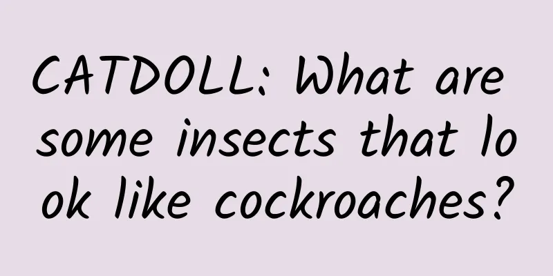CATDOLL: What are some insects that look like cockroaches?