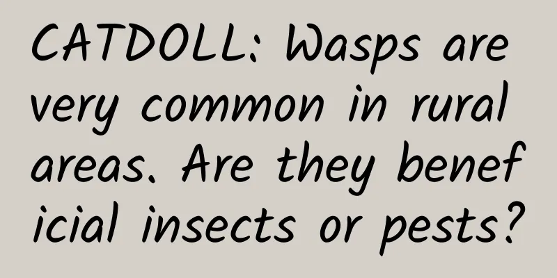 CATDOLL: Wasps are very common in rural areas. Are they beneficial insects or pests?