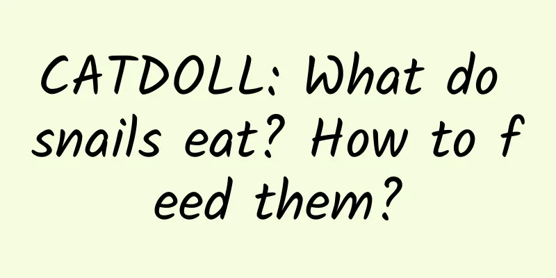 CATDOLL: What do snails eat? How to feed them?