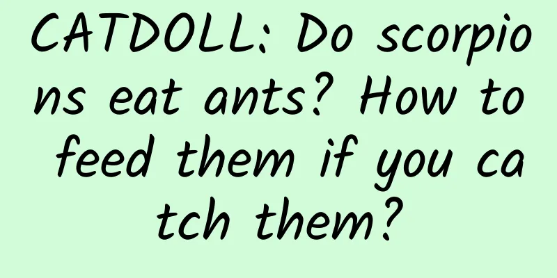CATDOLL: Do scorpions eat ants? How to feed them if you catch them?