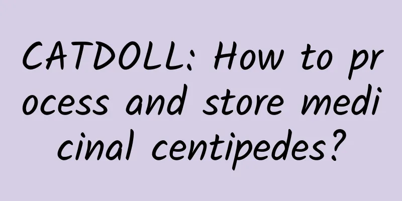 CATDOLL: How to process and store medicinal centipedes?