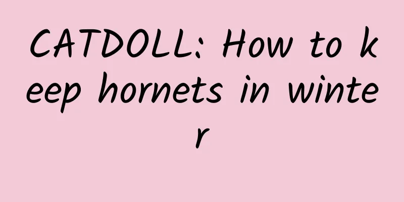 CATDOLL: How to keep hornets in winter