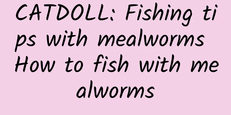 CATDOLL: Fishing tips with mealworms How to fish with mealworms
