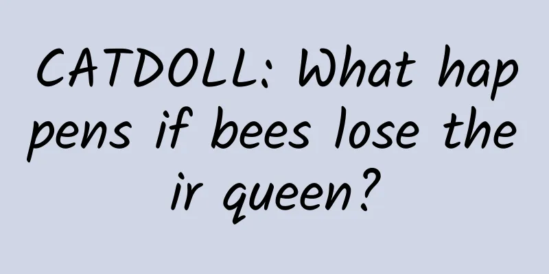 CATDOLL: What happens if bees lose their queen?