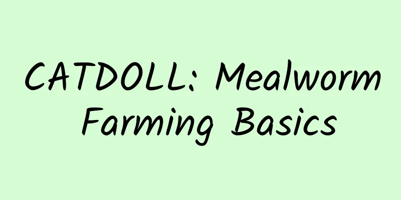 CATDOLL: Mealworm Farming Basics