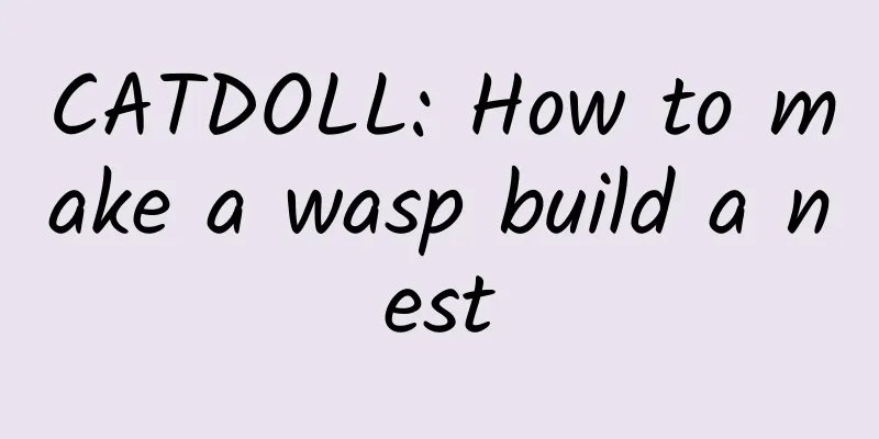 CATDOLL: How to make a wasp build a nest