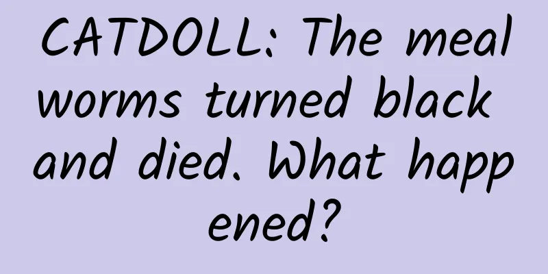 CATDOLL: The mealworms turned black and died. What happened?