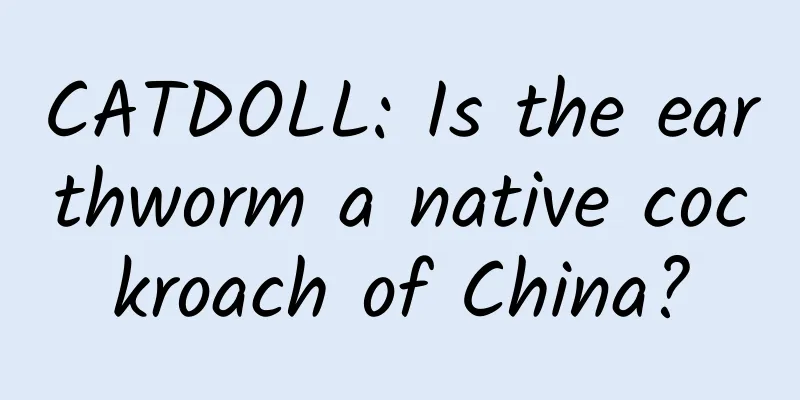 CATDOLL: Is the earthworm a native cockroach of China?