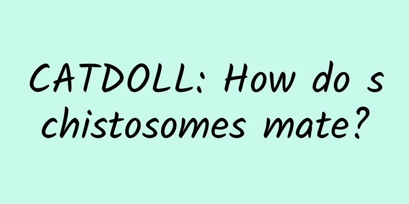 CATDOLL: How do schistosomes mate?