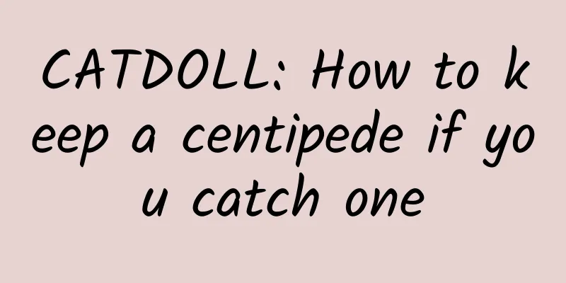 CATDOLL: How to keep a centipede if you catch one