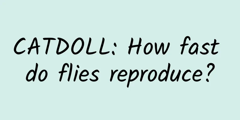 CATDOLL: How fast do flies reproduce?