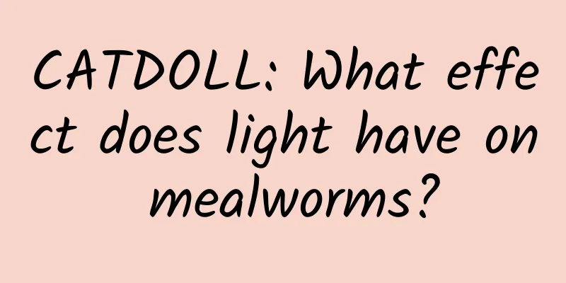 CATDOLL: What effect does light have on mealworms?