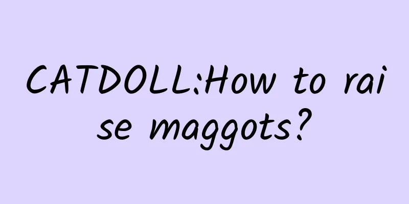 CATDOLL:How to raise maggots?