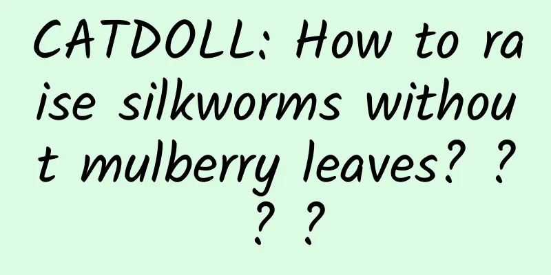 CATDOLL: How to raise silkworms without mulberry leaves? ? ? ?
