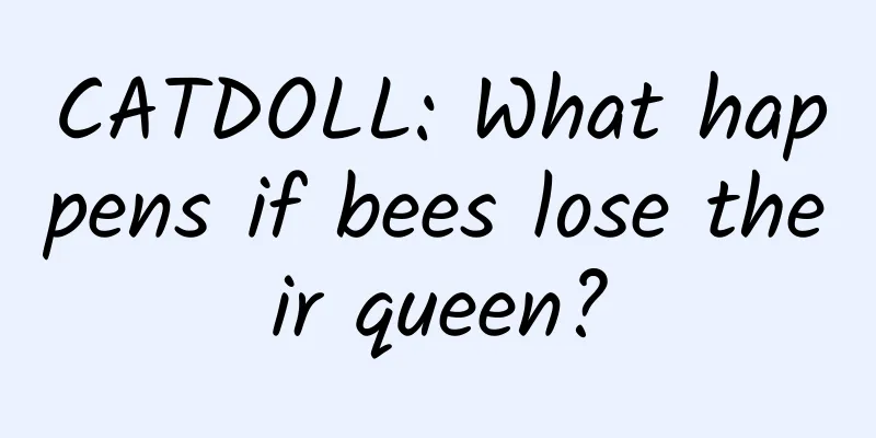 CATDOLL: What happens if bees lose their queen?