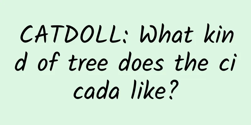 CATDOLL: What kind of tree does the cicada like?