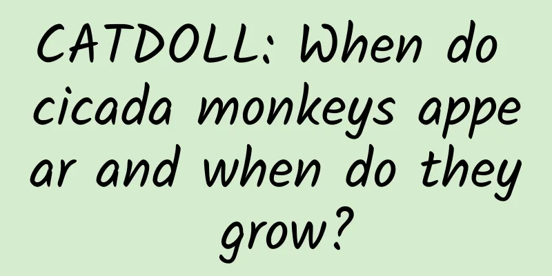 CATDOLL: When do cicada monkeys appear and when do they grow?