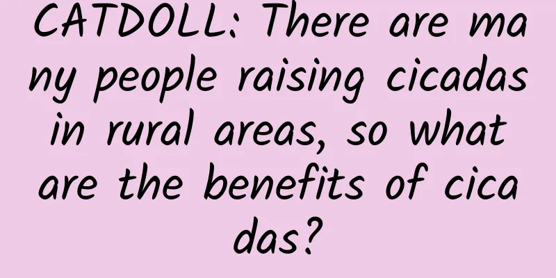 CATDOLL: There are many people raising cicadas in rural areas, so what are the benefits of cicadas?