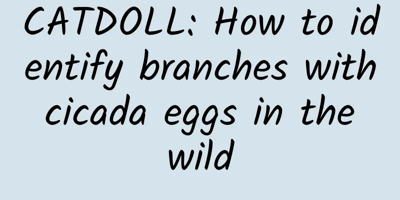 CATDOLL: How to identify branches with cicada eggs in the wild