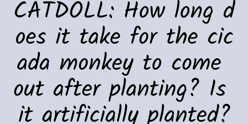 CATDOLL: How long does it take for the cicada monkey to come out after planting? Is it artificially planted?