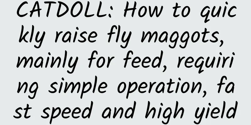 CATDOLL: How to quickly raise fly maggots, mainly for feed, requiring simple operation, fast speed and high yield