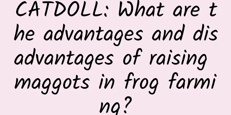 CATDOLL: What are the advantages and disadvantages of raising maggots in frog farming?