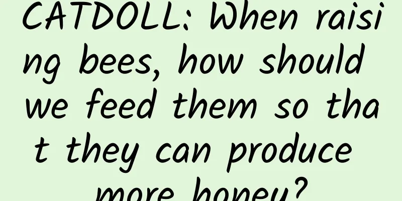 CATDOLL: When raising bees, how should we feed them so that they can produce more honey?