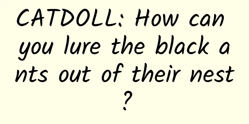 CATDOLL: How can you lure the black ants out of their nest?