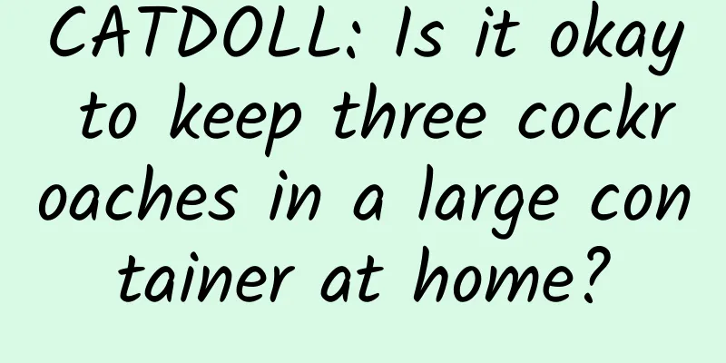 CATDOLL: Is it okay to keep three cockroaches in a large container at home?